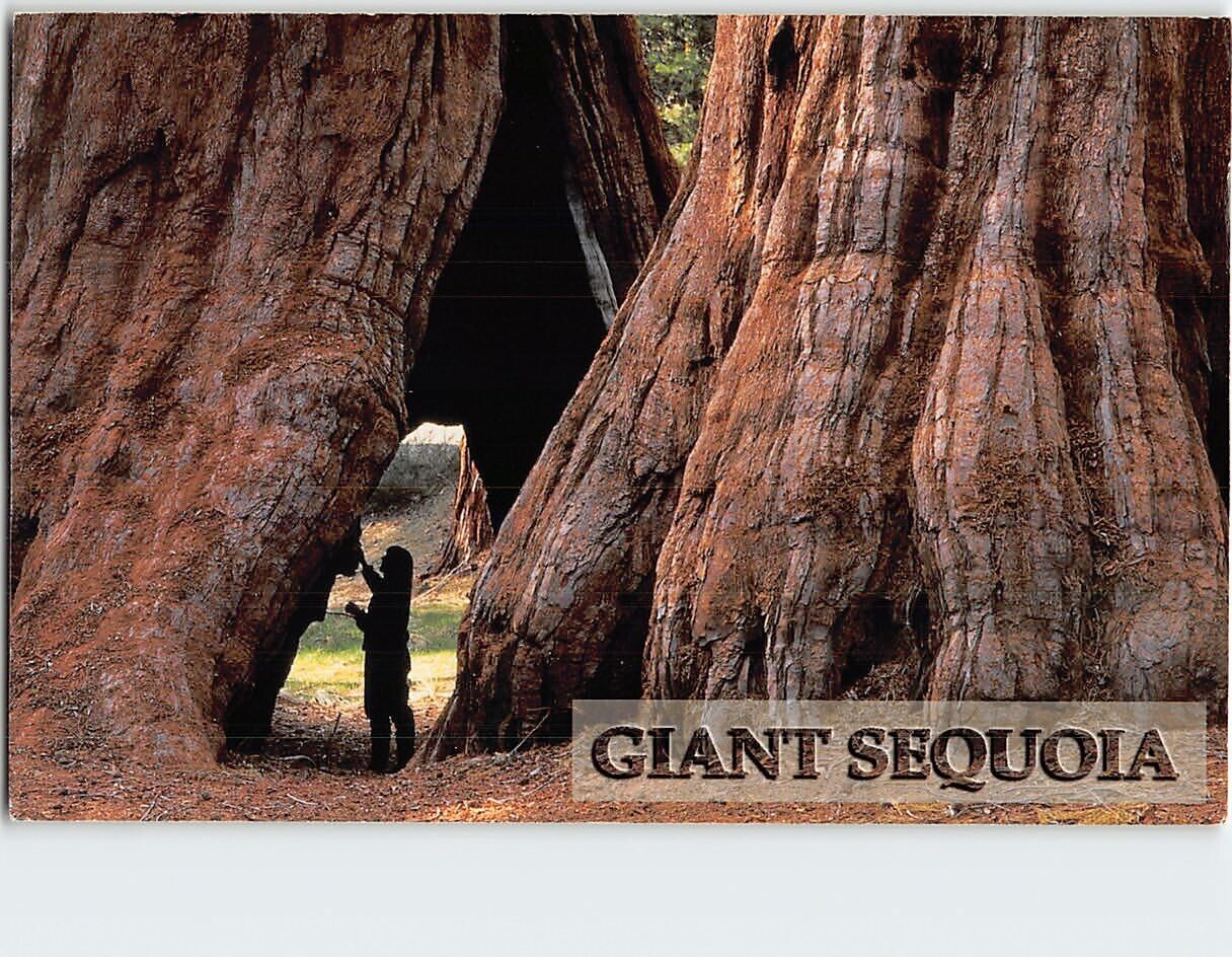 Postcard Giant Sequoia Sierra Nevada Mountains California USA