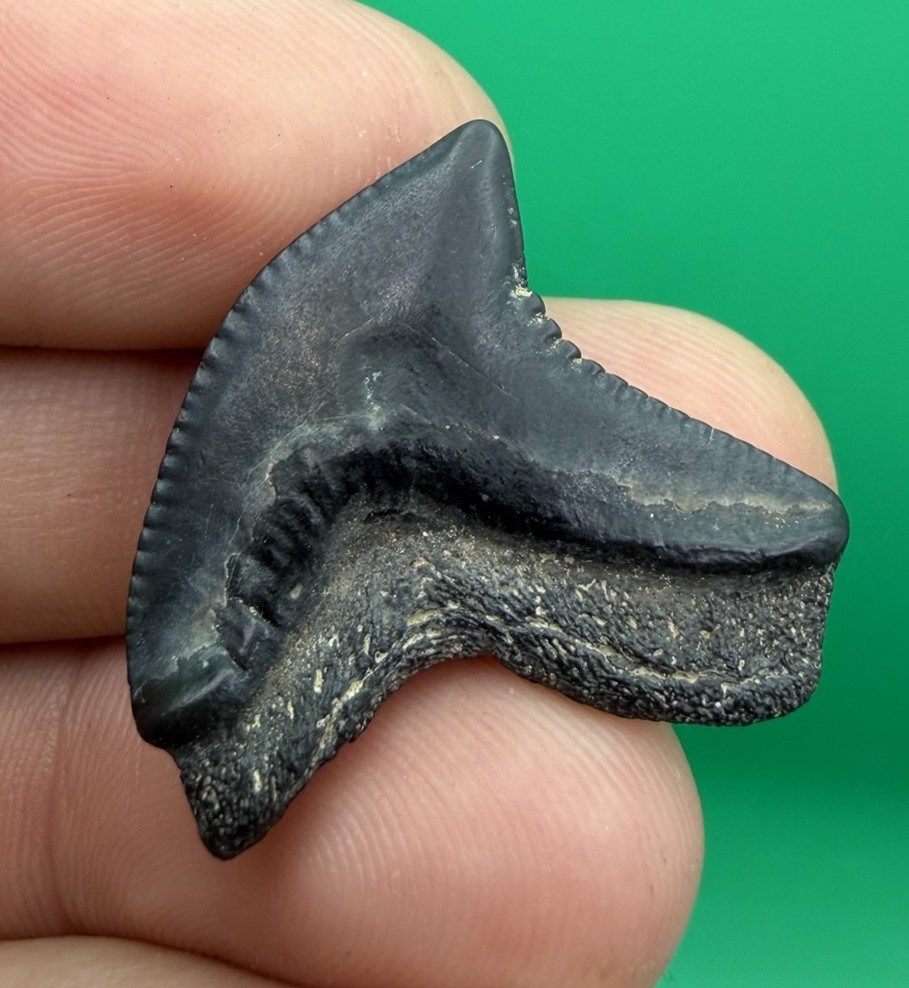 WILDLY DEFORMED PATHOLOGICAL MAYUMBENSIS TIGER SHARK TOOTH PEACE RIVER FL WILDLY DEFORMED PATHOLOGICAL MAYUMBENSIS TIGER SHARK TOOTH PEACE RIVER FL
