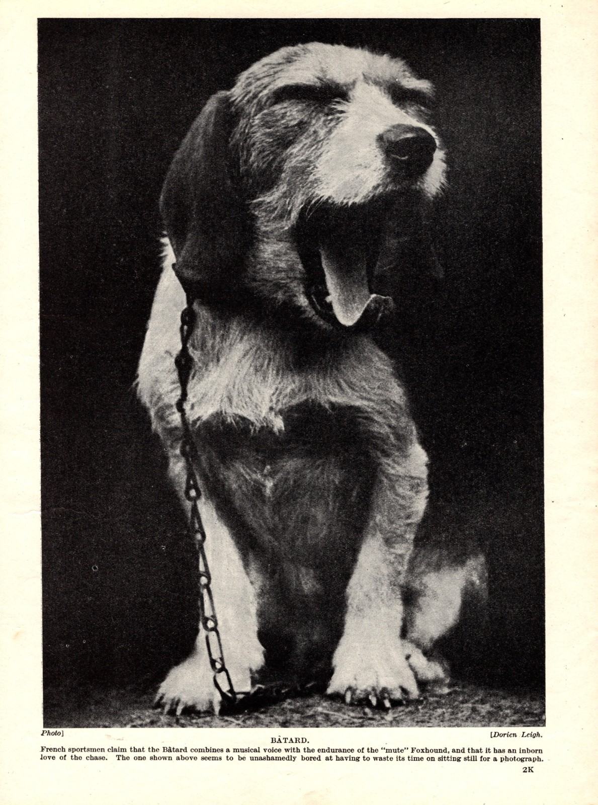 1930s Antique BATARD Dog Print Rare Dog Breed French Hound Dog 7032c 1930s Antique BATARD Dog Print Rare Dog Breed French Hound Dog 7032c