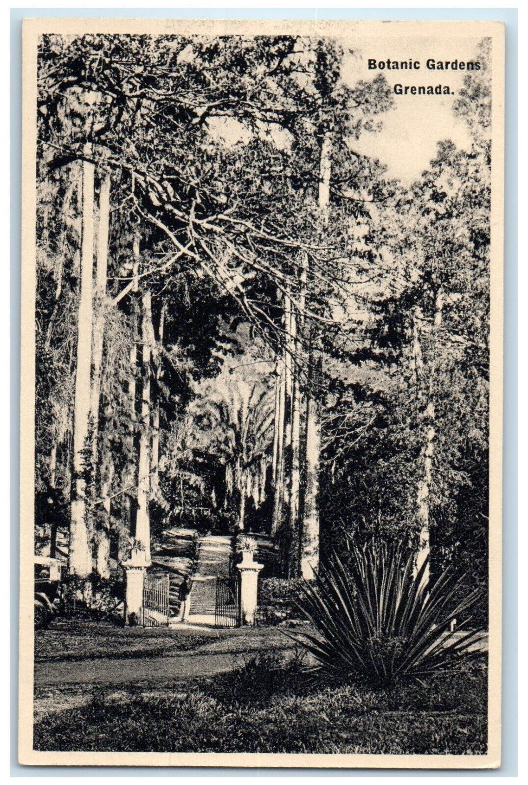 c1930's Gate Entrance to Botanic Gardens Grenada Ivoresque Series Postcard
