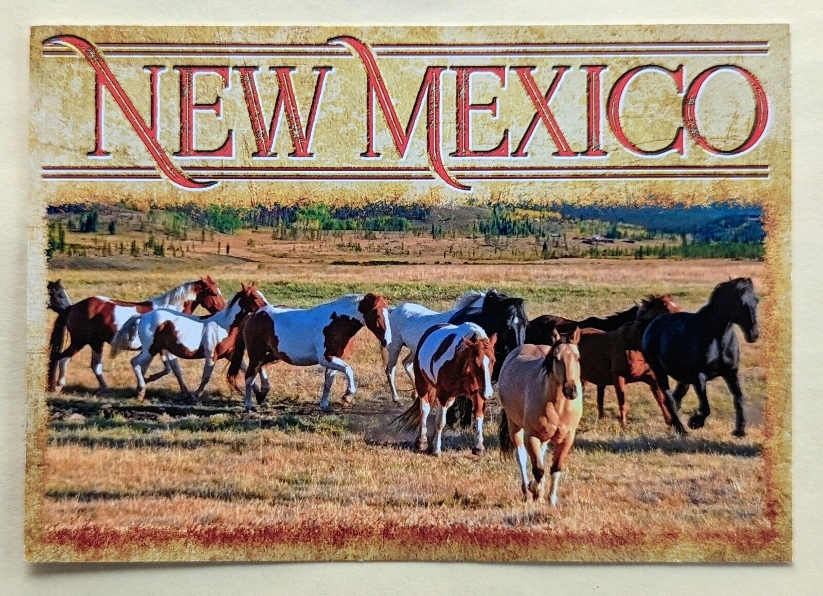 Postcard NM. Horses. New Mexico 