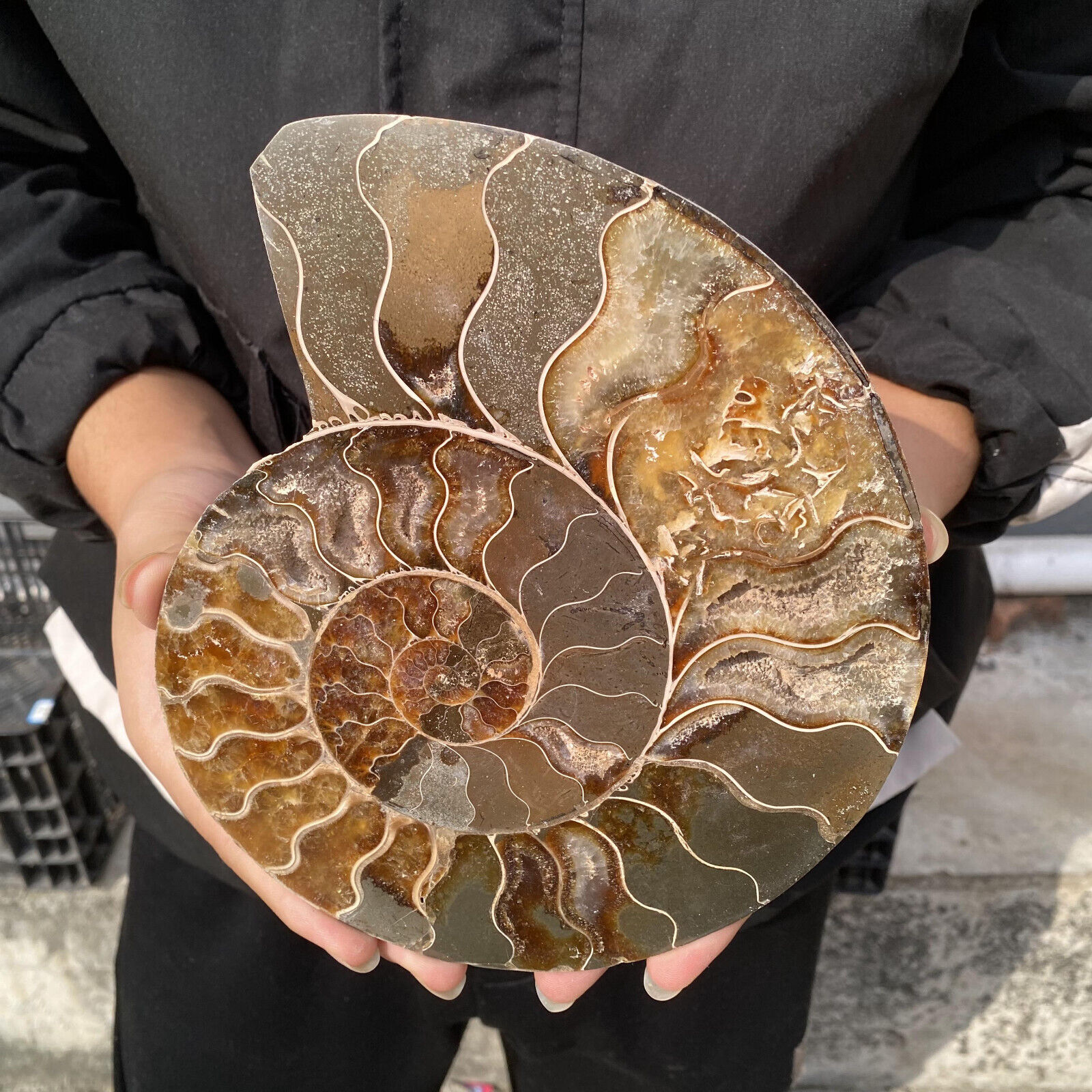 2.2LB Natural Ammonite Fossil Sea Conch Crystal Specimen Slice Healing XL3009