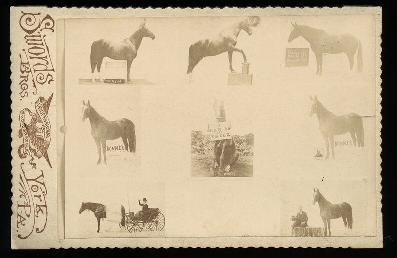 Rare Composite Photo Trick Circus Sideshow Horse 1800s  Swords Bros Barnum