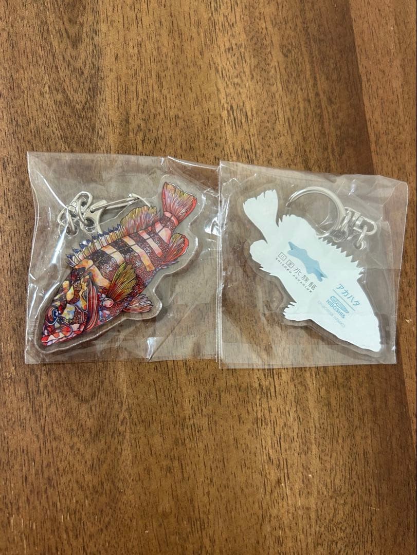 Shikoku Aquarium Gacha Gacha Keychain Red Grouper Set of 2 Shikoku Aquarium Gacha Gacha Keychain Red Grouper Set of 2