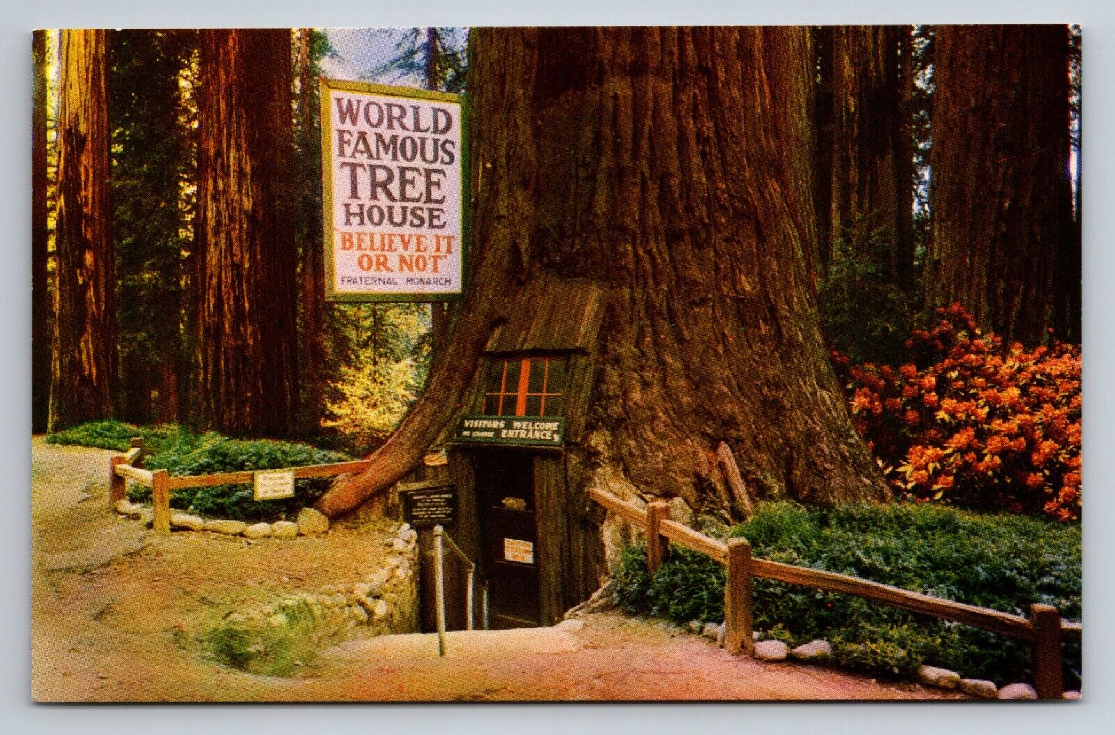 World Famous Tree House Near Laytonville On Redwood Highway California Unposted