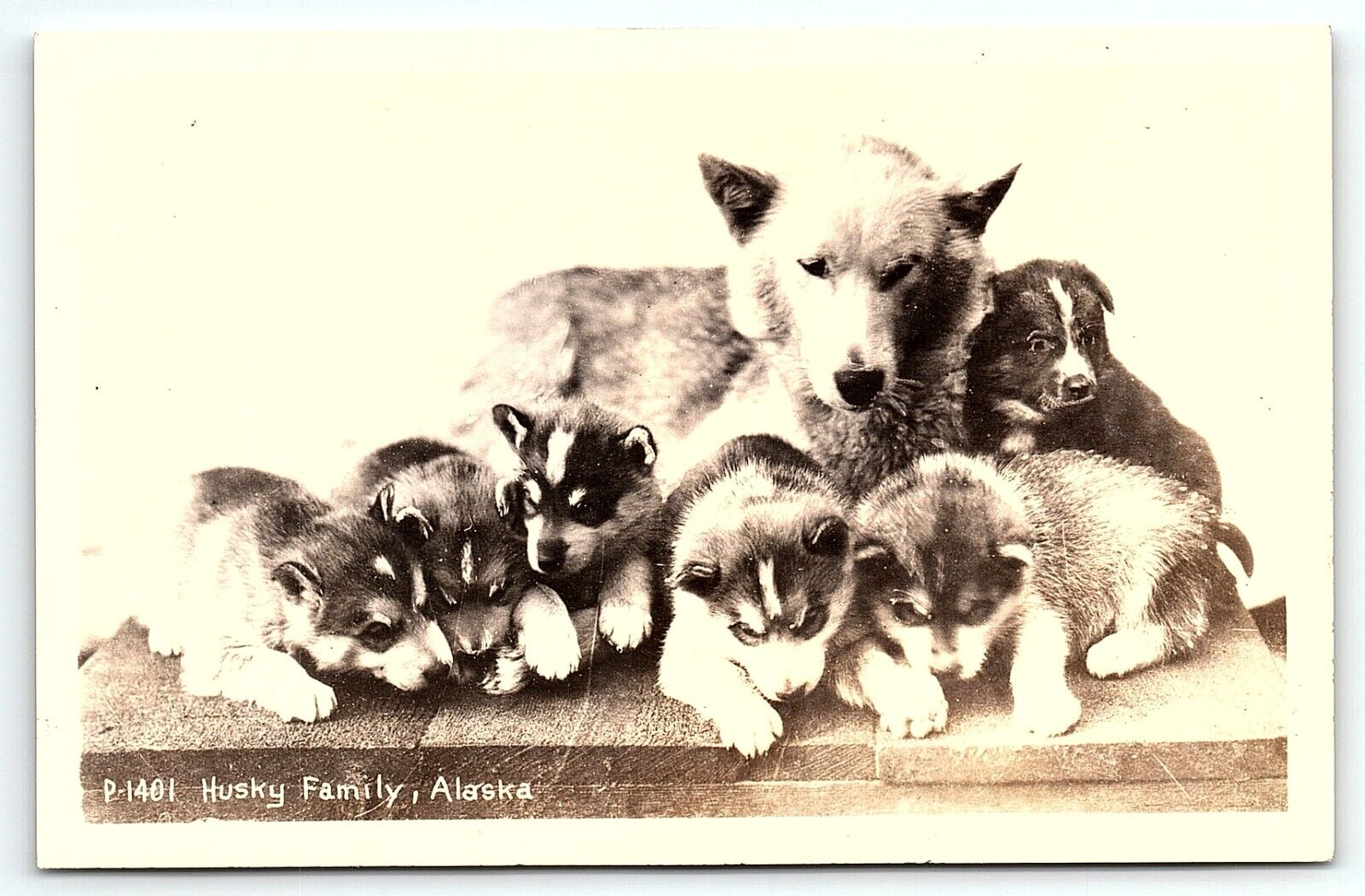 1930s ALASKA HUSKY FAMILY PUPPIES SLED DOGS KODAK PHOTO RPPC POSTCARD P2415