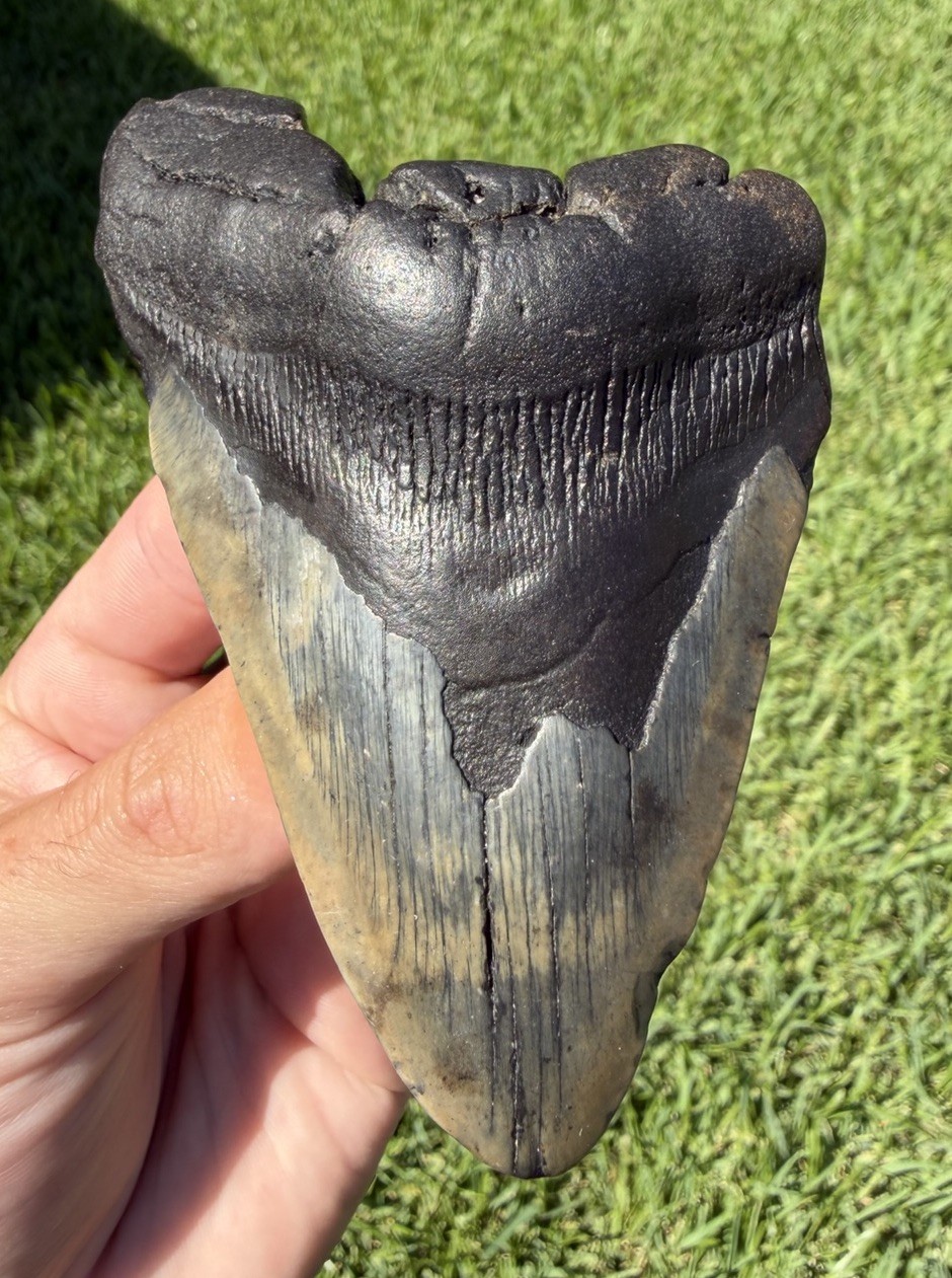 Unique 4.70” Megalodon Shark Tooth Fossil Real Shark Teeth No Restoration