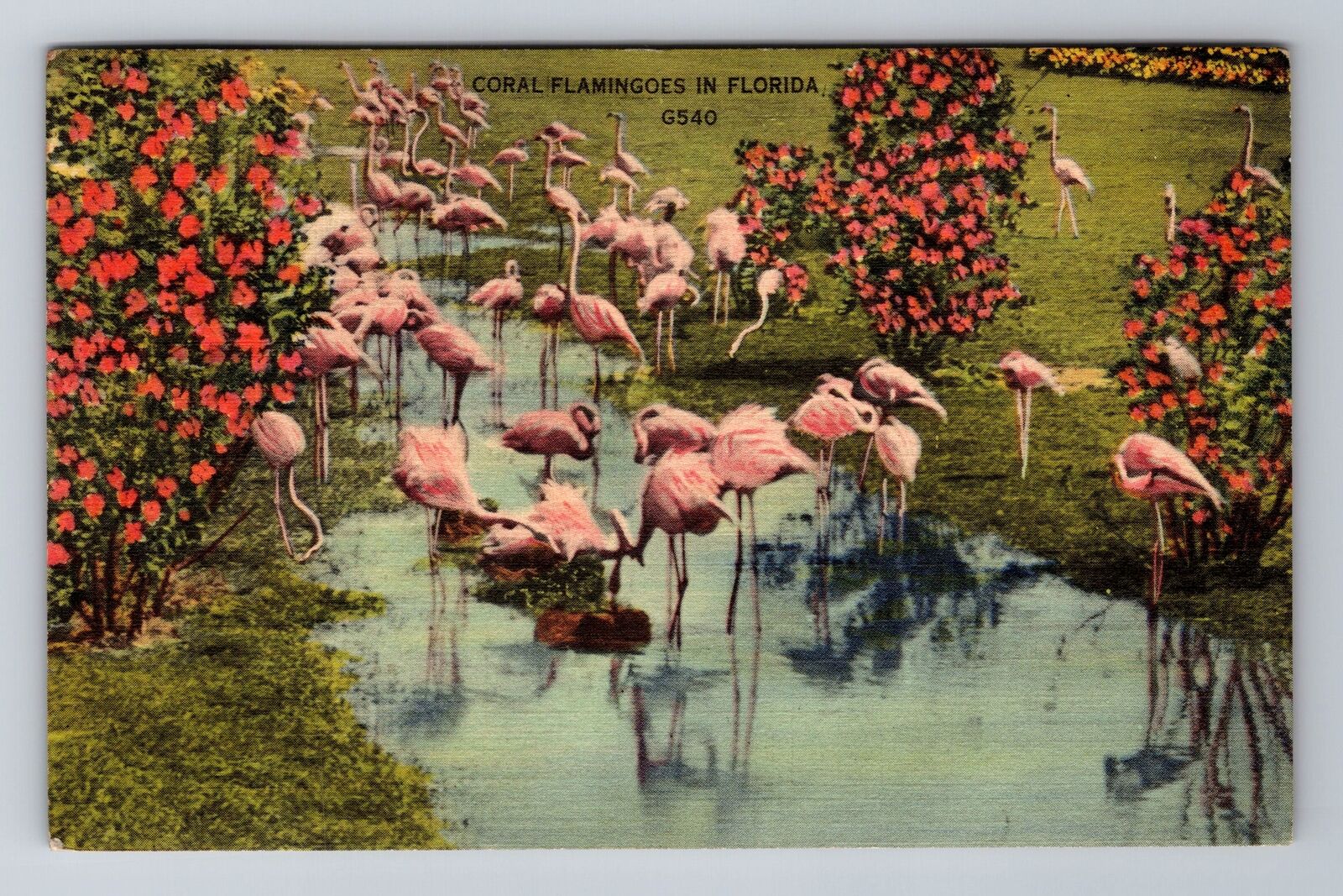 FL-Florida, Coral Flamingoes, Antique, Vintage c1941 Souvenir Postcard