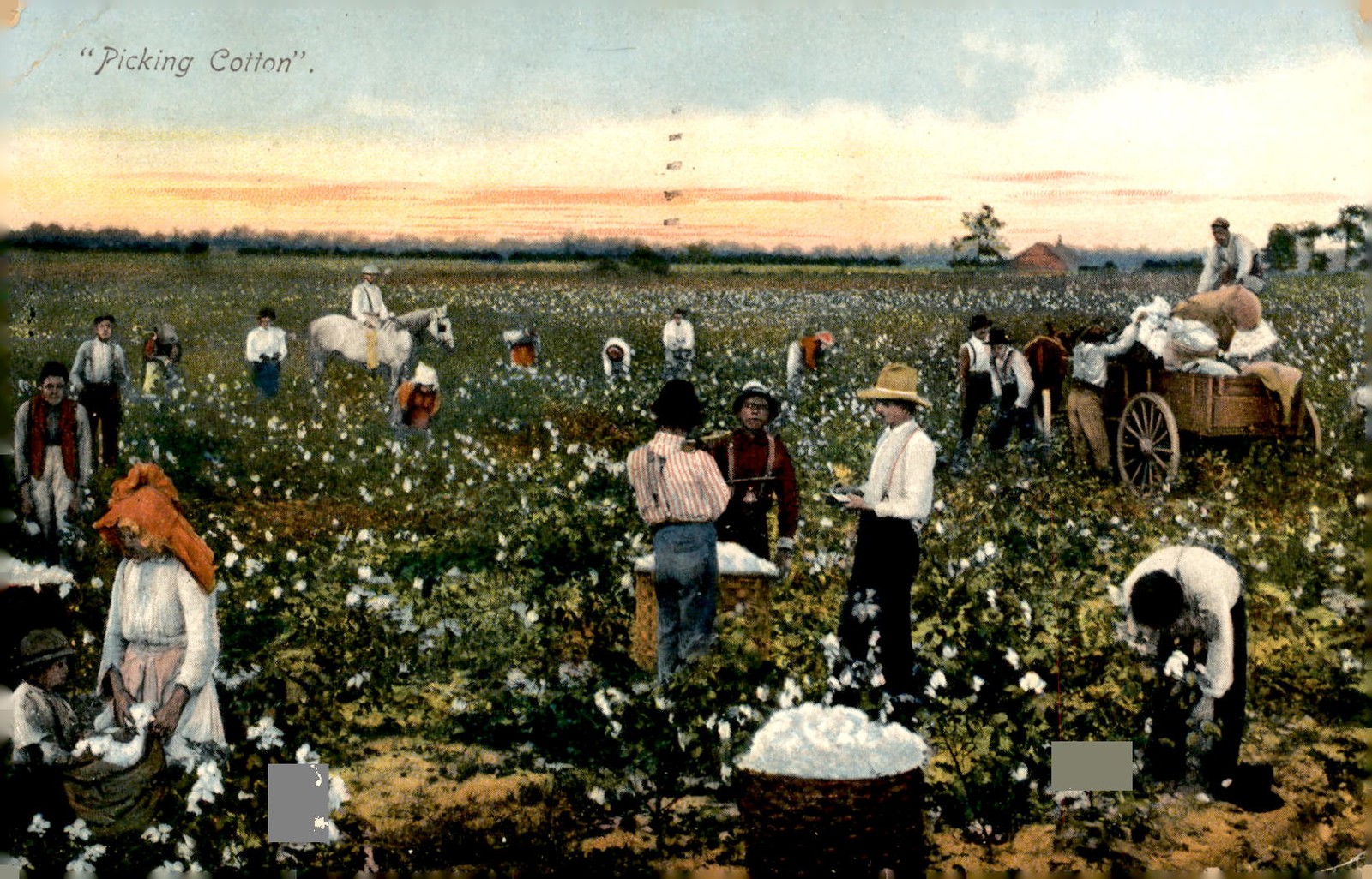 Omaha, Nebraska, 1908: Picking Cotton Postcard