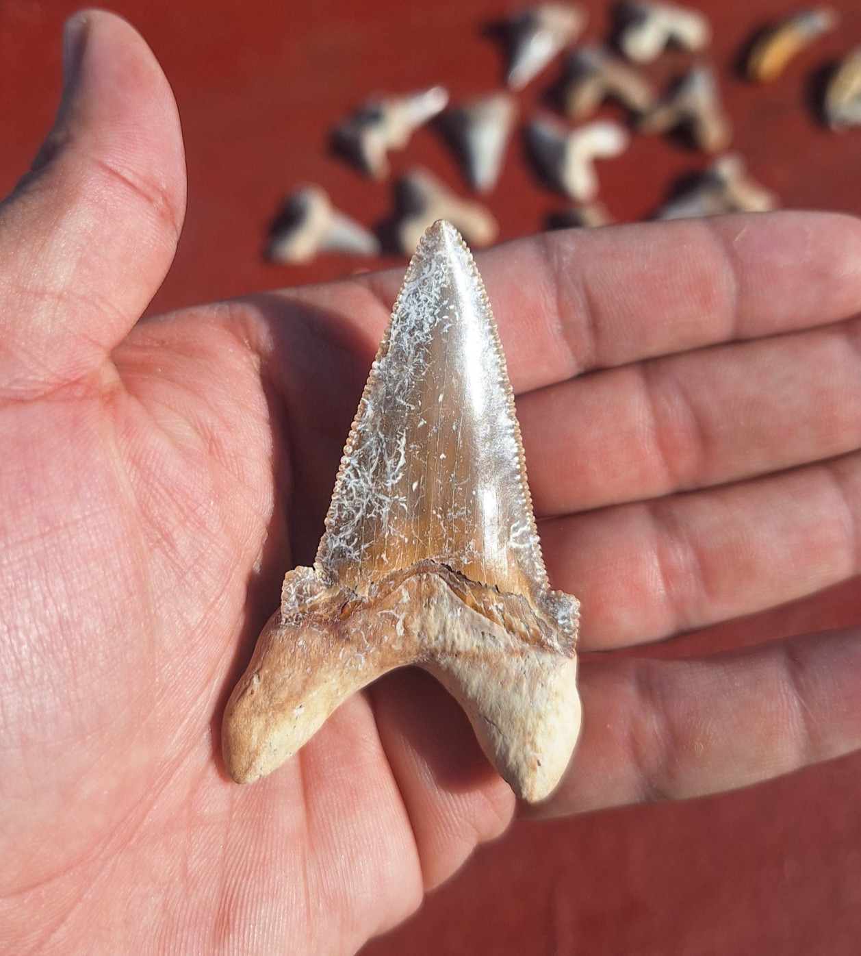 Beautiful Otodus Sokolovi Shark Teeth Authentic Paleocene Morocco Prehistoric