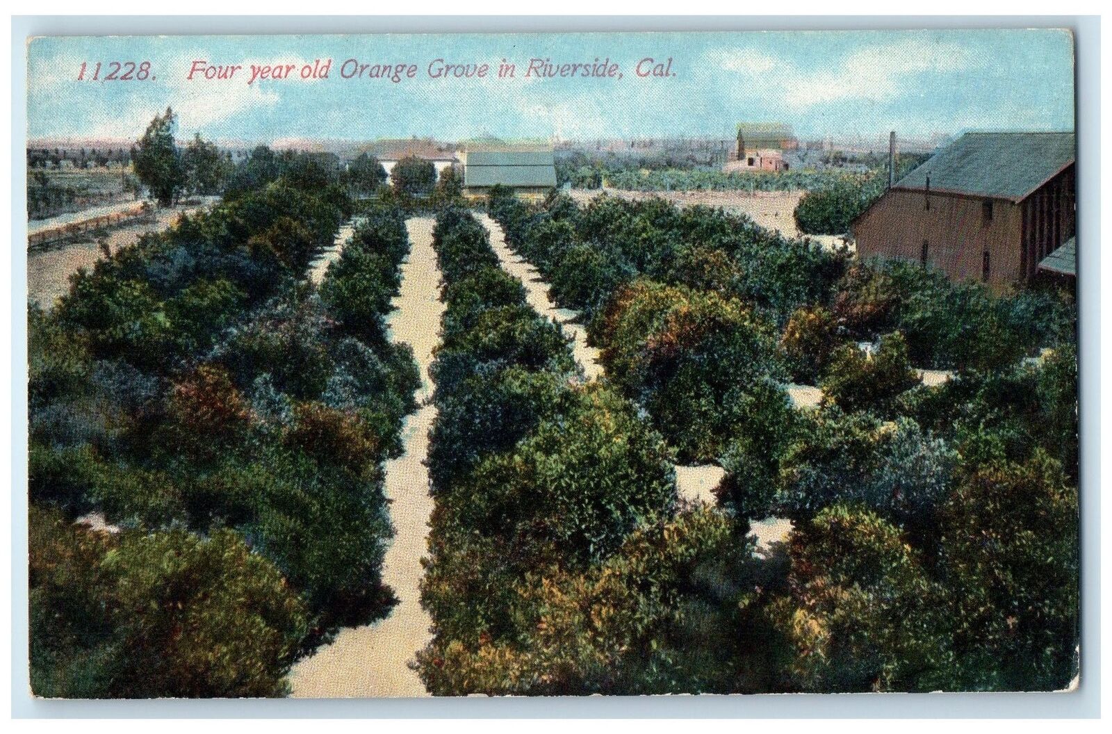 c1910's Four Year Old Orange Grove In Riverside California CA Unposted Postcard