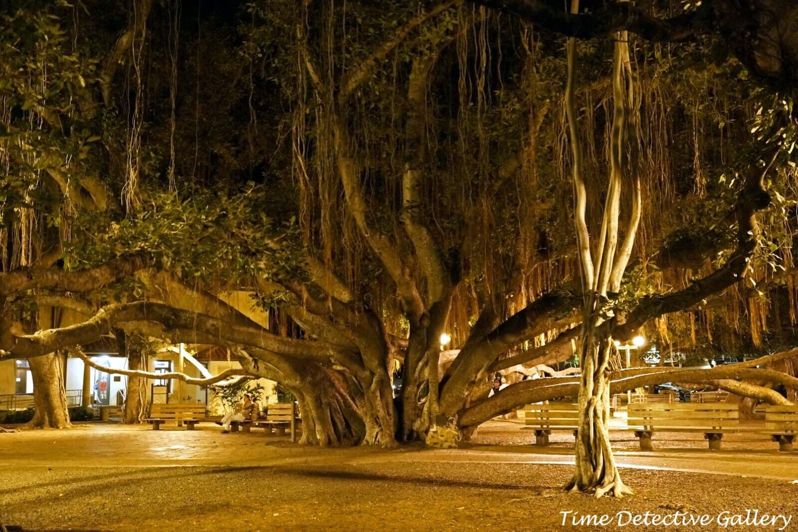 The Banyan Tree, Lahaina, Maui, Hawaii - Color Photo Print