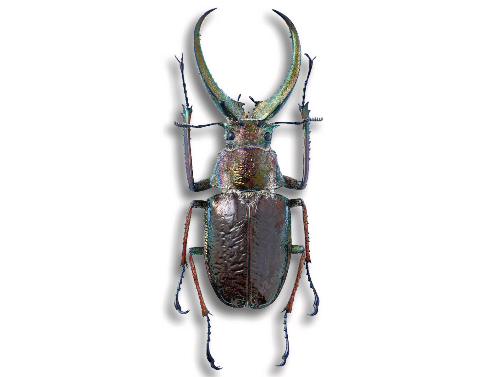REAL Sphaenognathus feisthameli +70mm MALE Stag Beetle 4 Eyes Unmounted USA