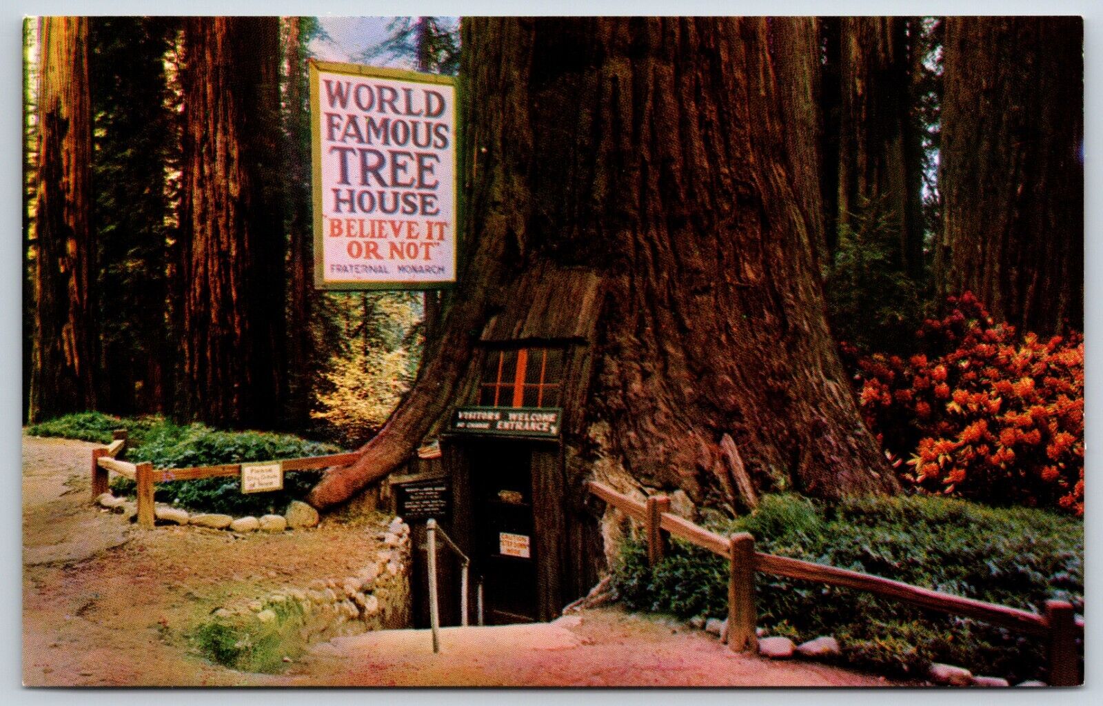 Postcard World Famous Tree House Tree House Park North Of Laytonville California