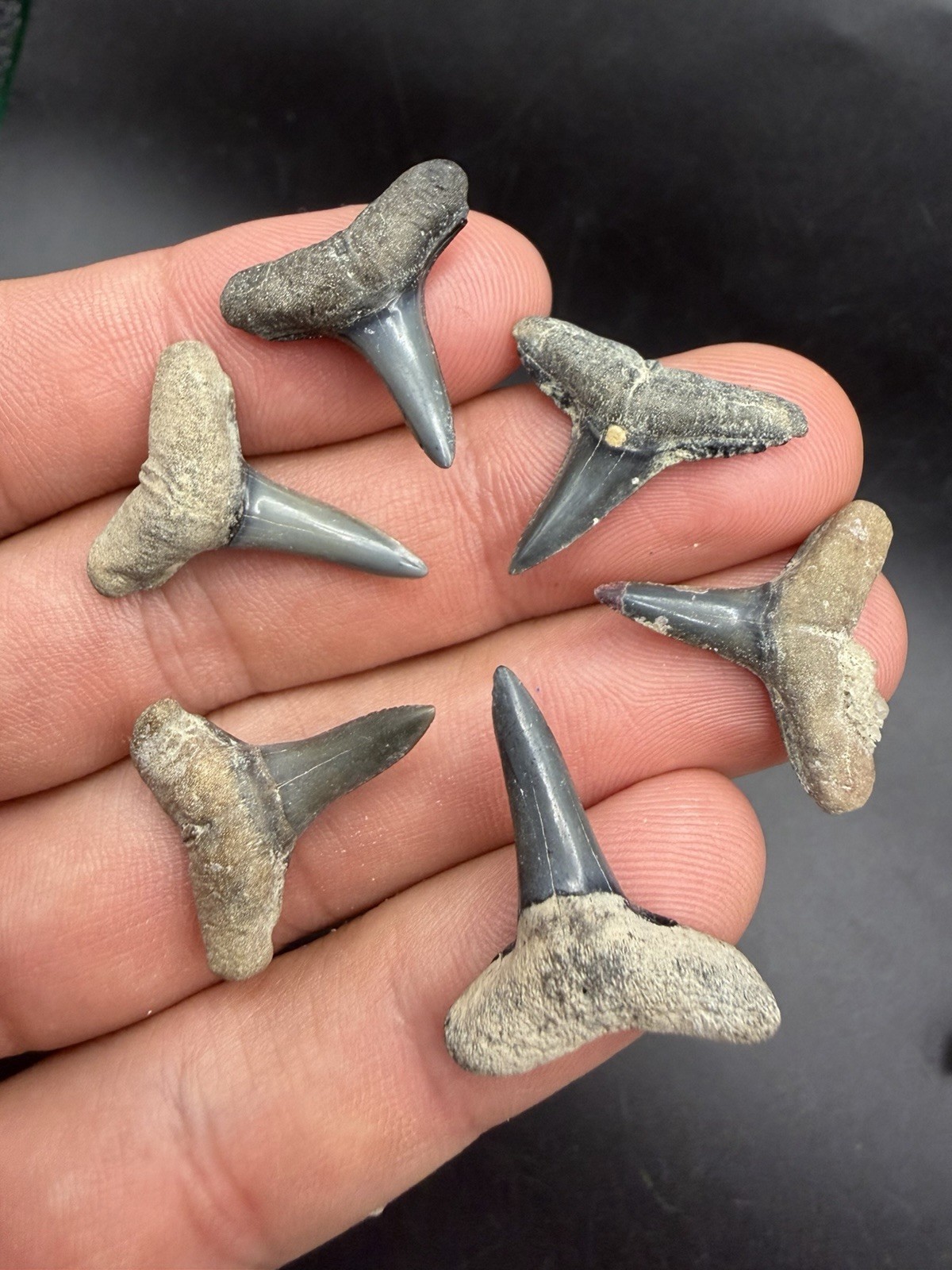 6 Lemon Shark Teeth Fossils A GRADE