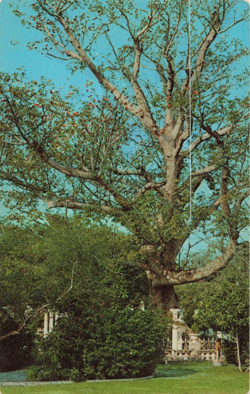 Clearwater Florida, Kapok Tree Inn, Vintage Postcard