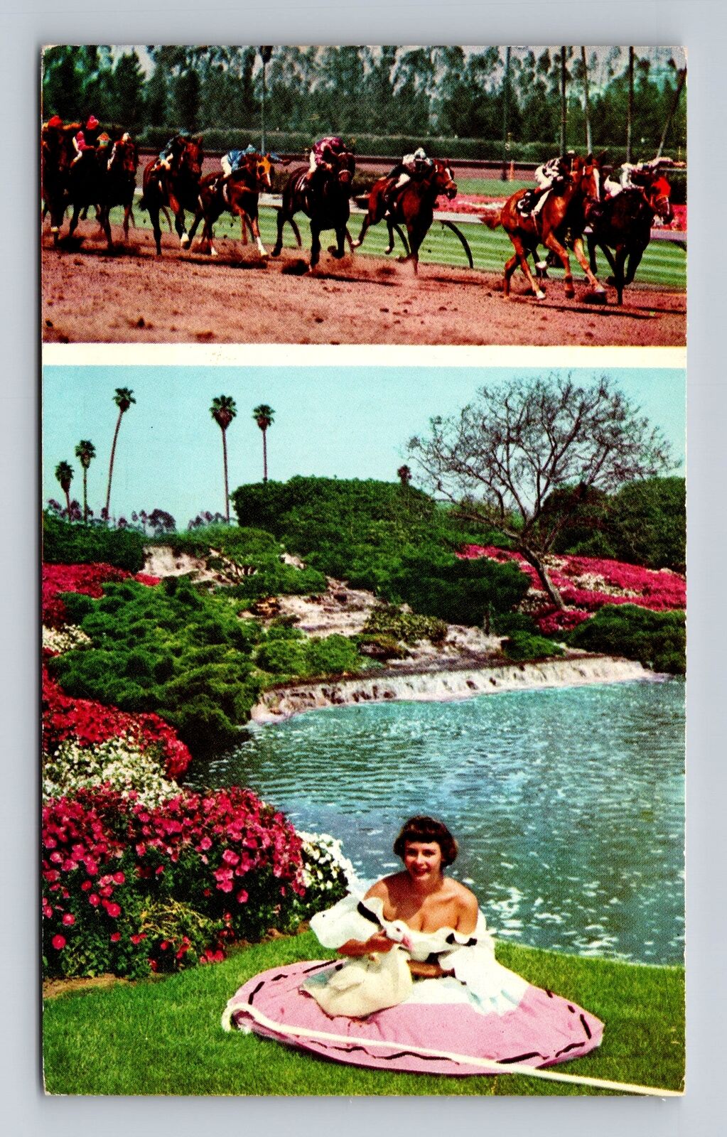 Inglewood CA-California, Hollywood Park, Antique, Vintage Postcard