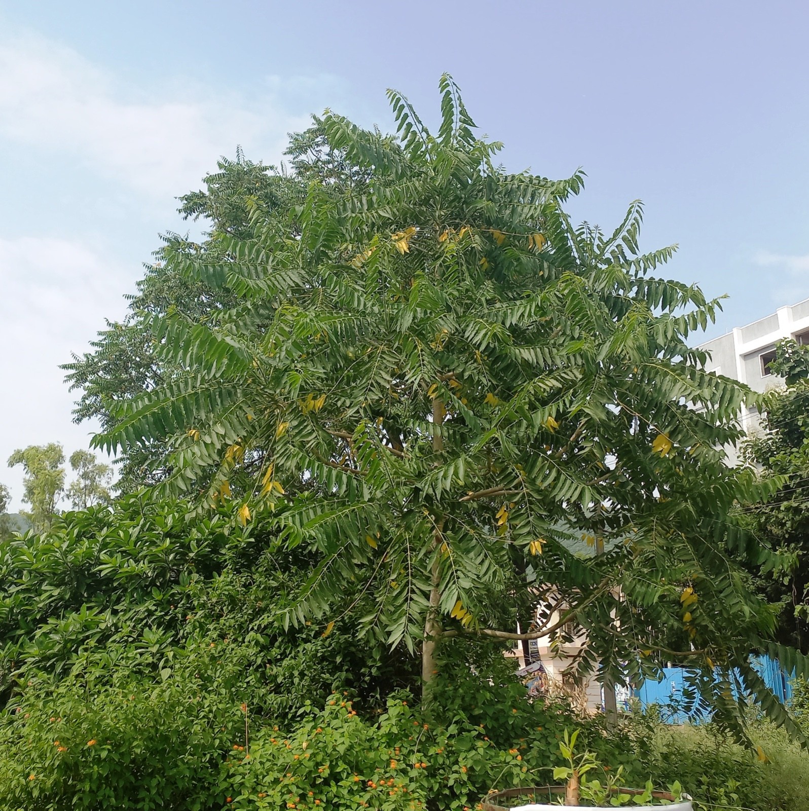 Seeds of Ailanthus excelsa — 50 pcs