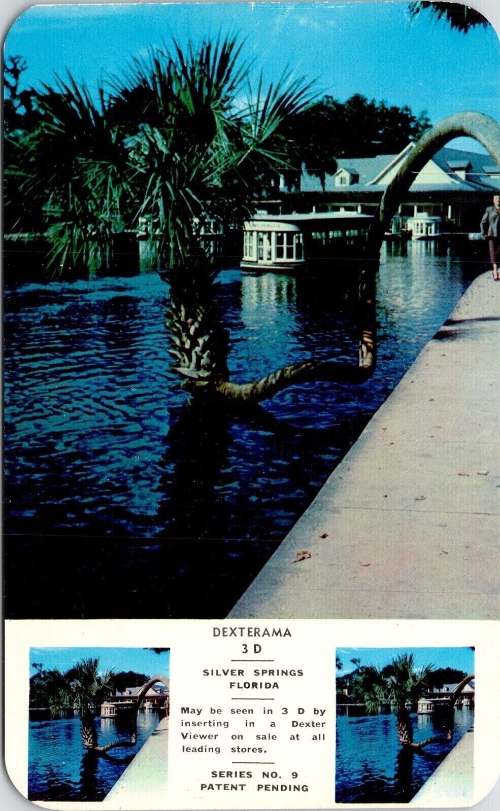 Silver Springs Florida Lucky Wishing Tree Postcard