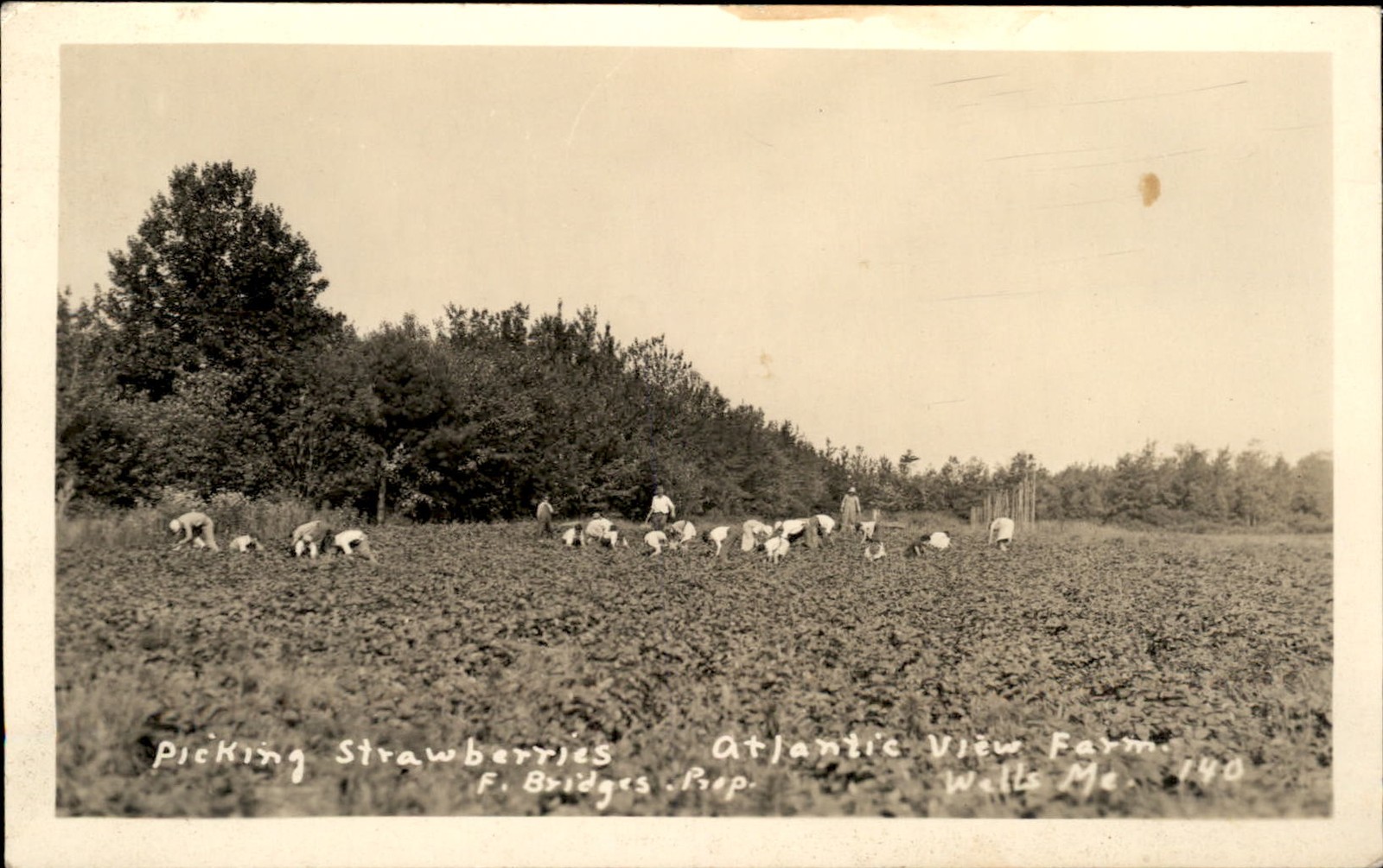 Wells ME Picking Strawberries F. Bridges c1920s Real Photo Vintage Postcard bhn Wells ME Picking Strawberries F. Bridges c1920s Real Photo Vintage Postcard bhn