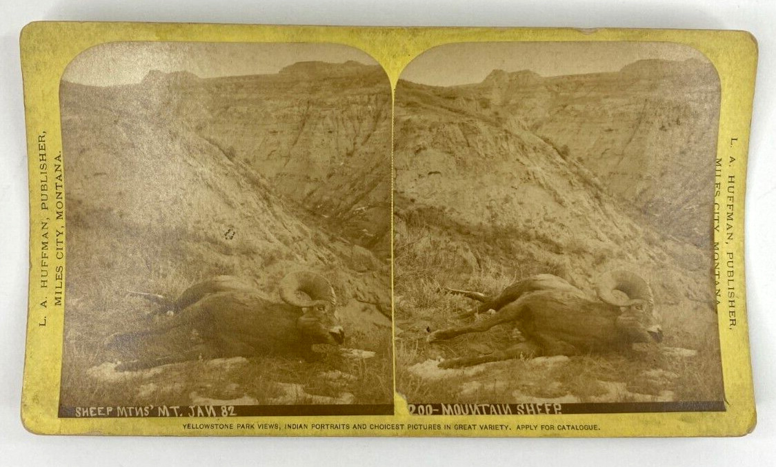 L. A. Huffman No. 200 Mountain Sheep Yellow Stereoview Sheep Mountains Montana L. A. Huffman No. 200 Mountain Sheep Yellow Stereoview Sheep Mountains Montana