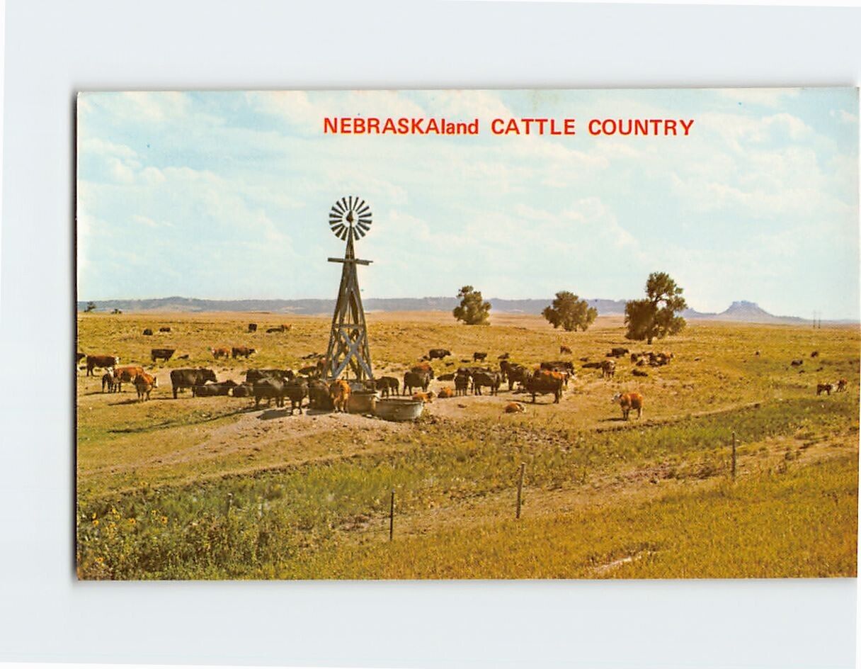 Postcard Nebraskaland Cattle Country Nebraska USA