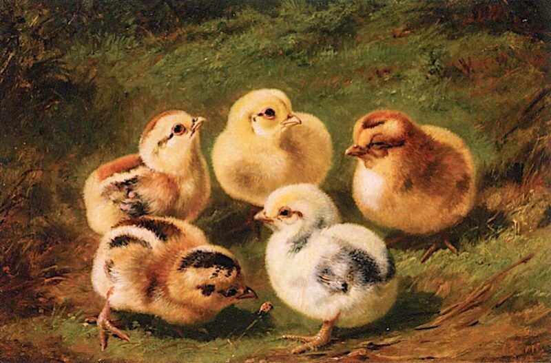 Art Oil painting lovely & cute animals Baby-Chicks-Arthur-Fitzwilliam-Tait