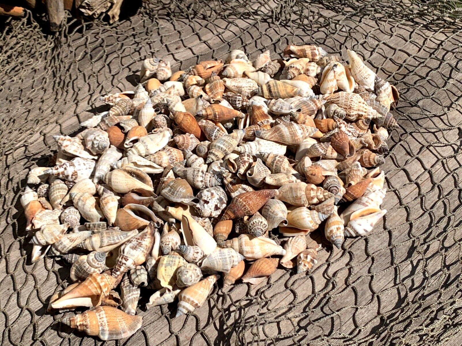 200+ Brown Chula Seashells Sea Shells Best Price 2+ lbs 200+ Brown Chula Seashells Sea Shells Best Price 2+ lbs