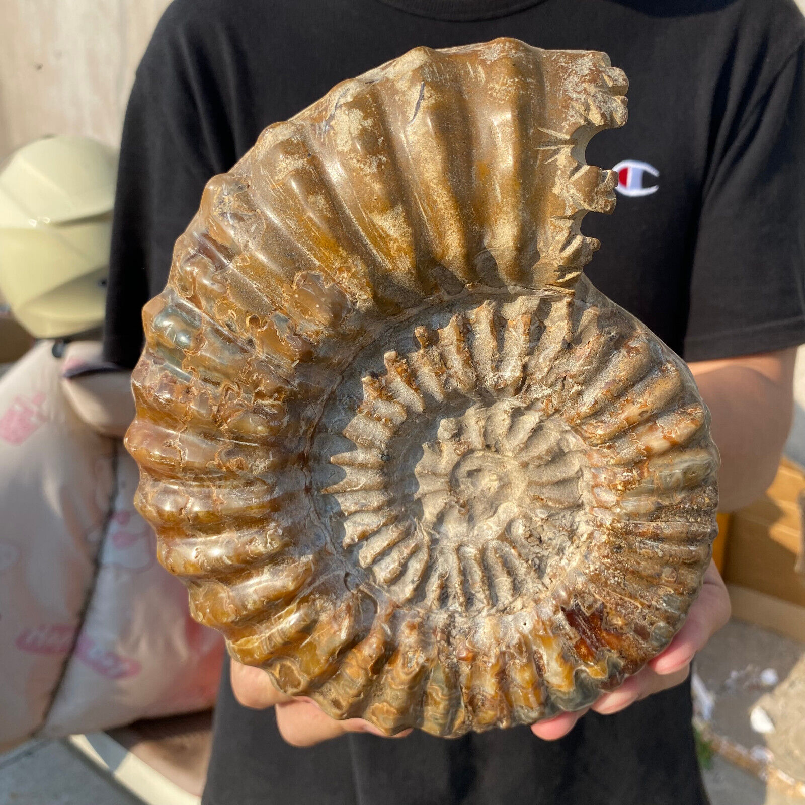 5.4lb Natural Beautiful Ammonite Fossil Conch Crystal Specimen Healing