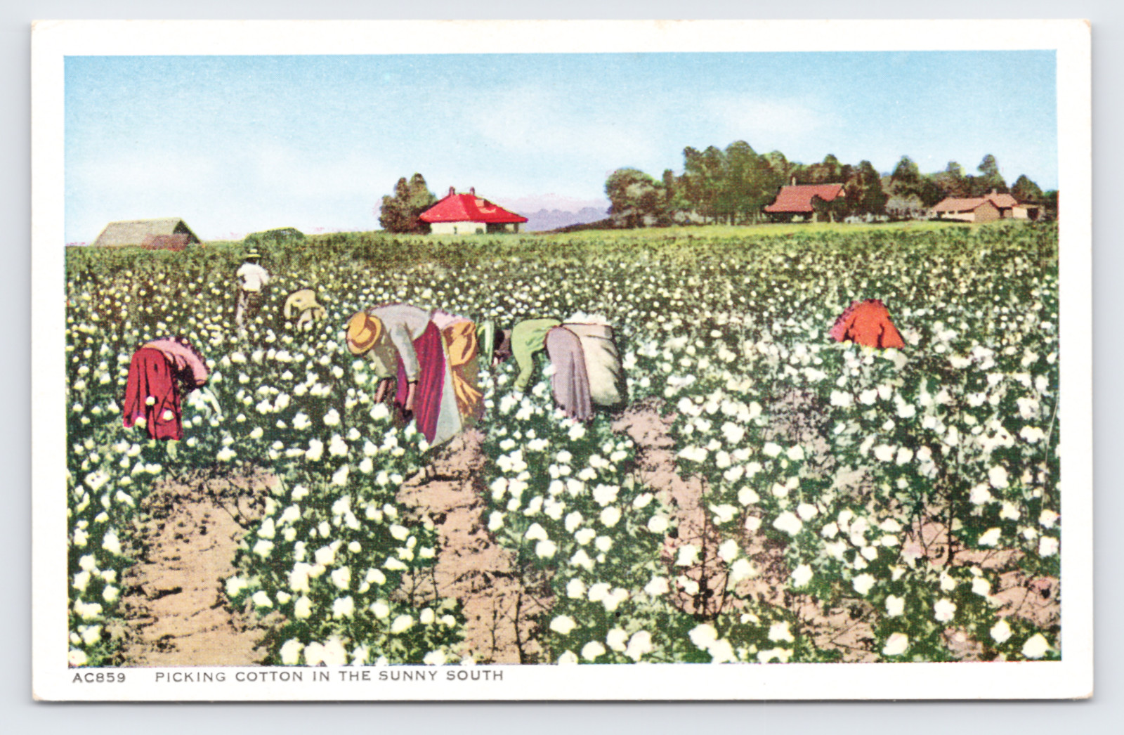 c1920 Picking Cotton Postcard Sunny South White Border Farm Workers Field SC