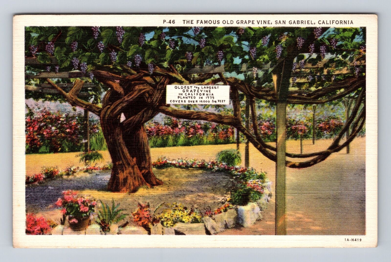 San Gabriel CA-California, Old Grape Vine, Antique, Vintage Souvenir Postcard