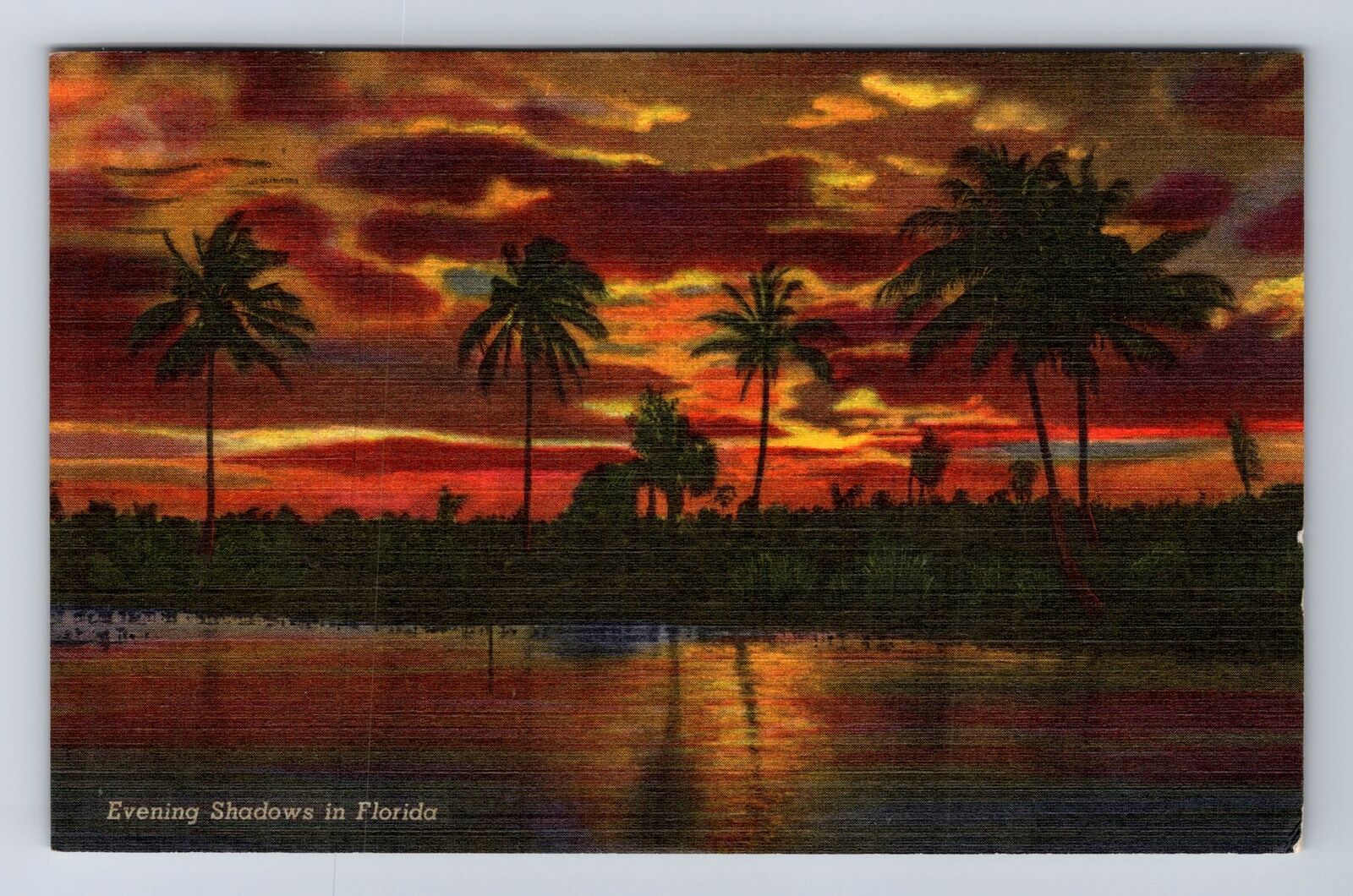 FL-Florida, Evening Shadows Florida, Palm Trees on Water Vintage c1957 Postcard