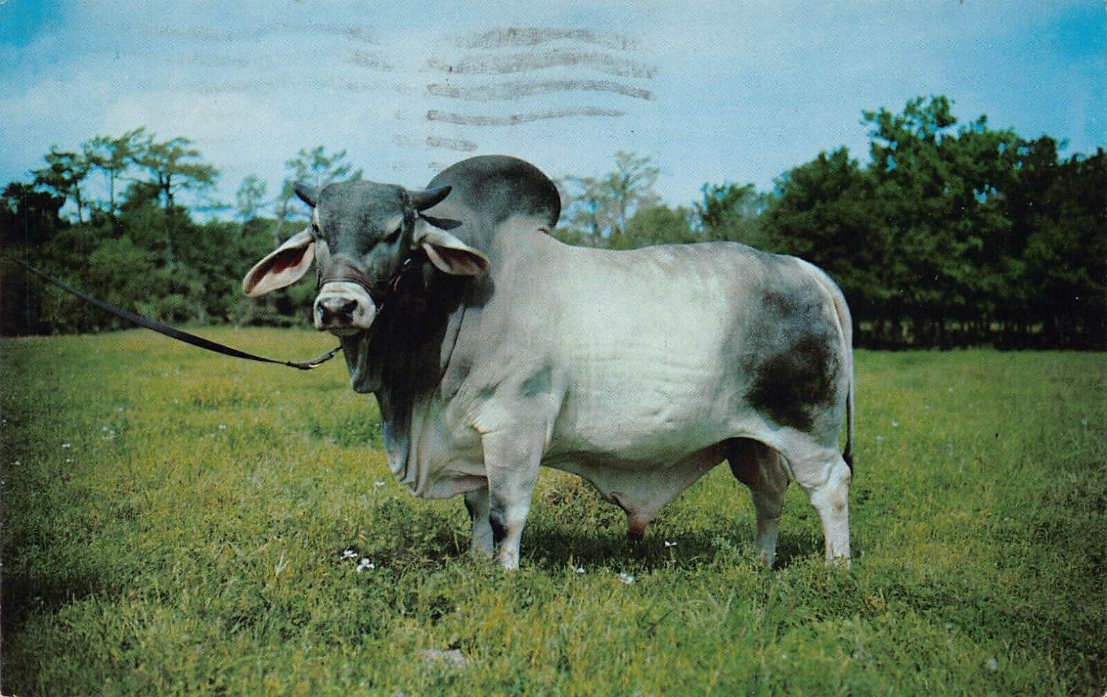 Hungerford TX JDH Minton de Manso Brahman Bull Hudgins Cattle Ranch Postcard K7