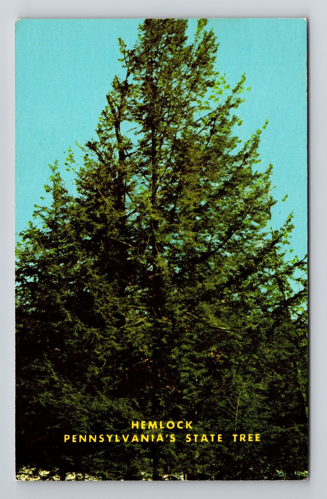 PA-Pennsylvania, Hemlock, State Tree, Vintage Postcard