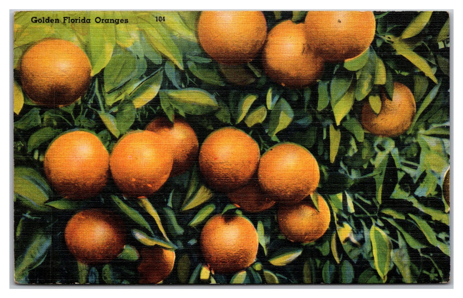 Golden Florida Oranges Golden Florida Oranges