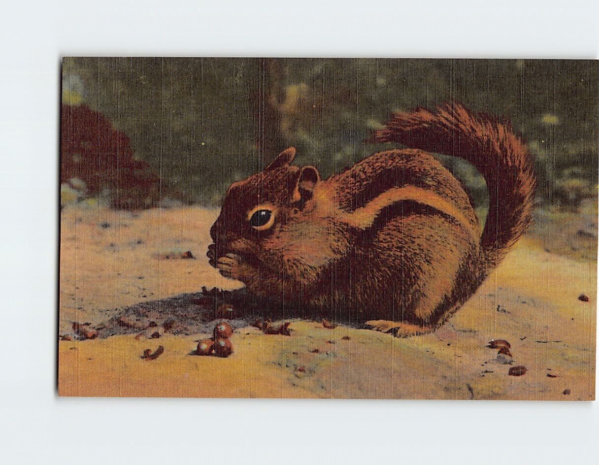 Postcard The Chipmunk