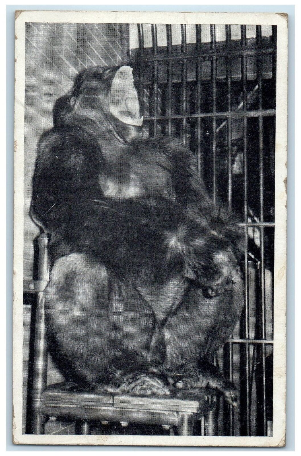 1947 Bushman Was Captured In Equatorial West Africa Chicago Illinois IL Postcard