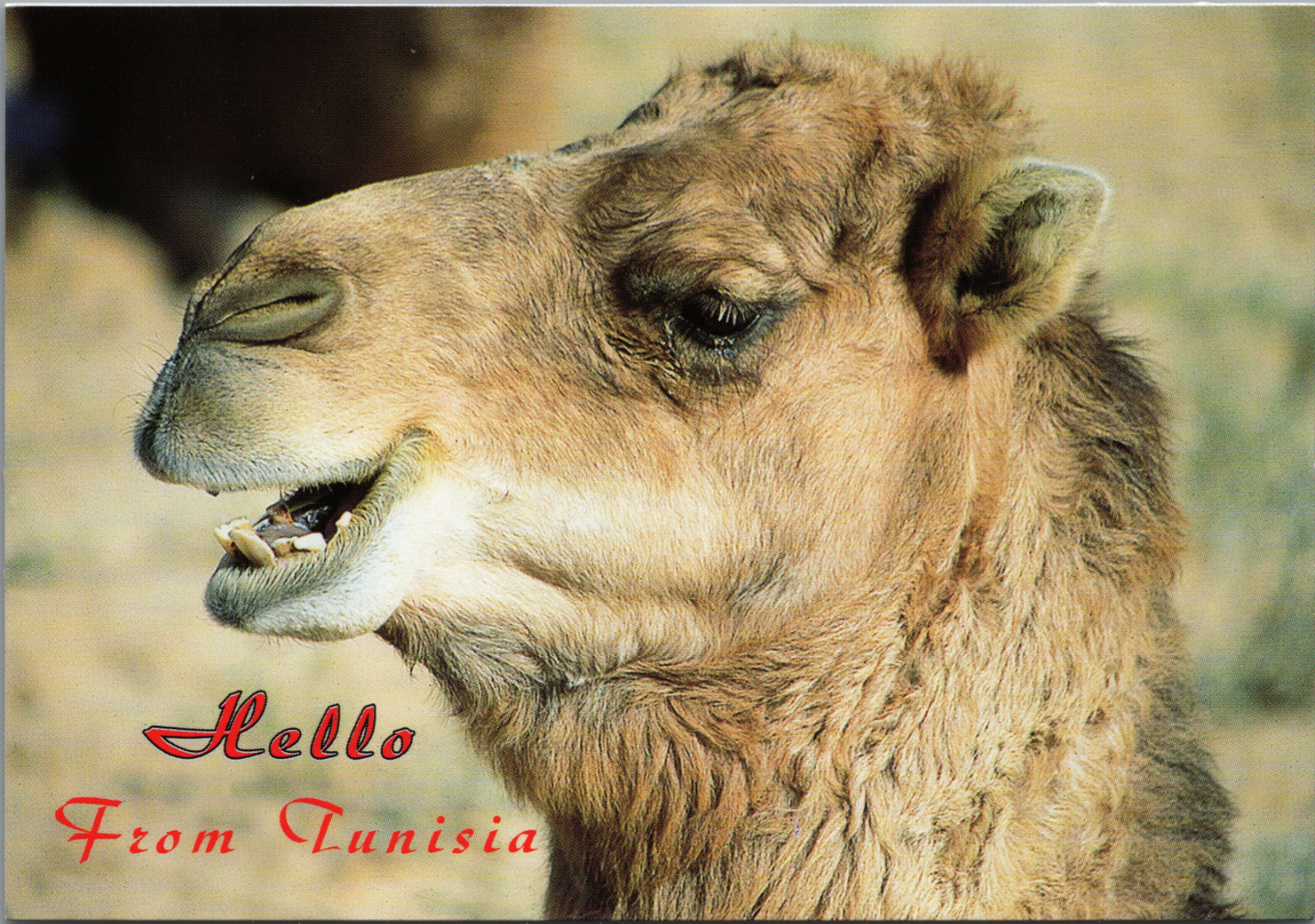 Hello From Tunisia Africa Camel Postcard Unposted