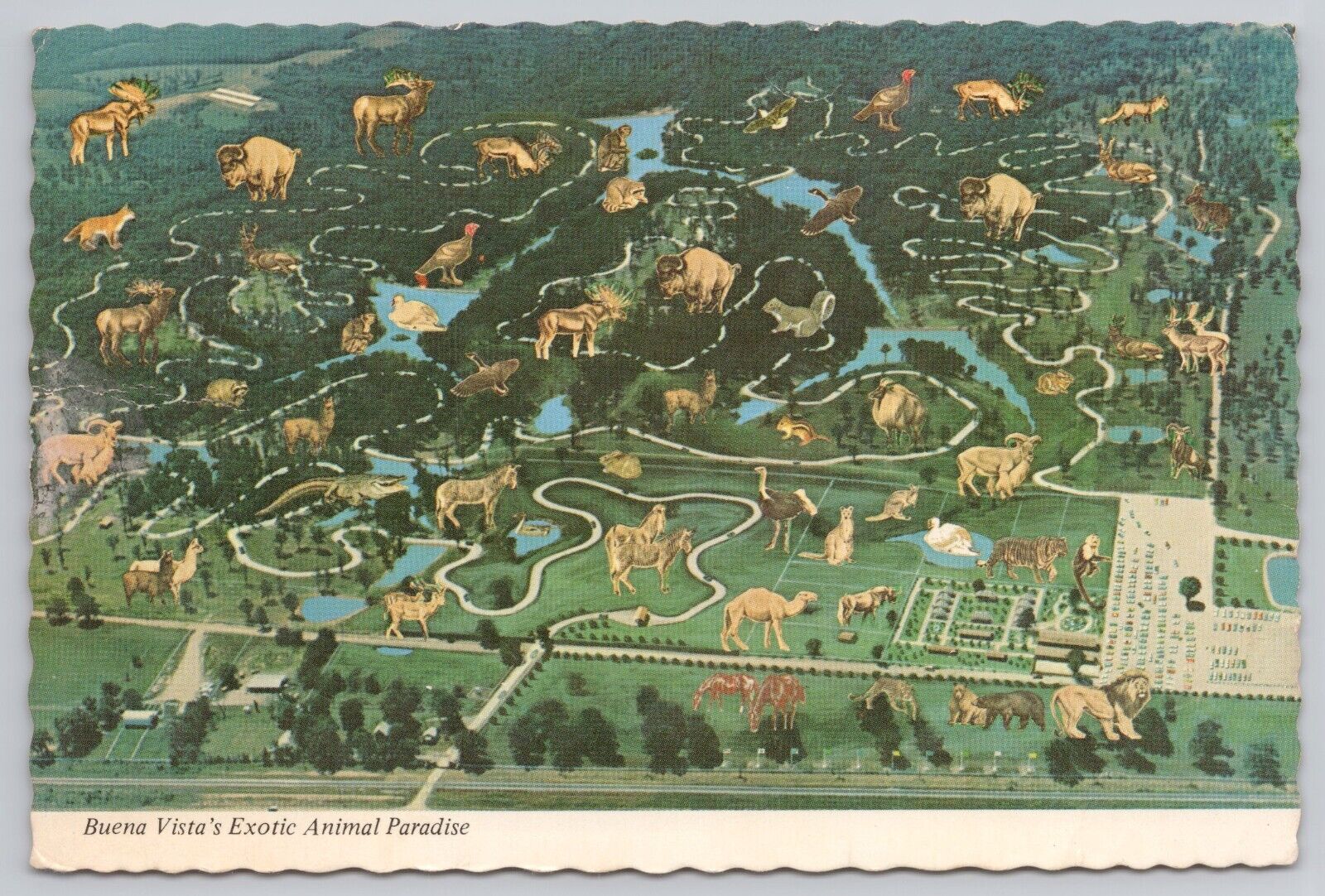 Buena Vista Missouri, Exotic Animal Paradise, Aerial Map, Vintage Postcard