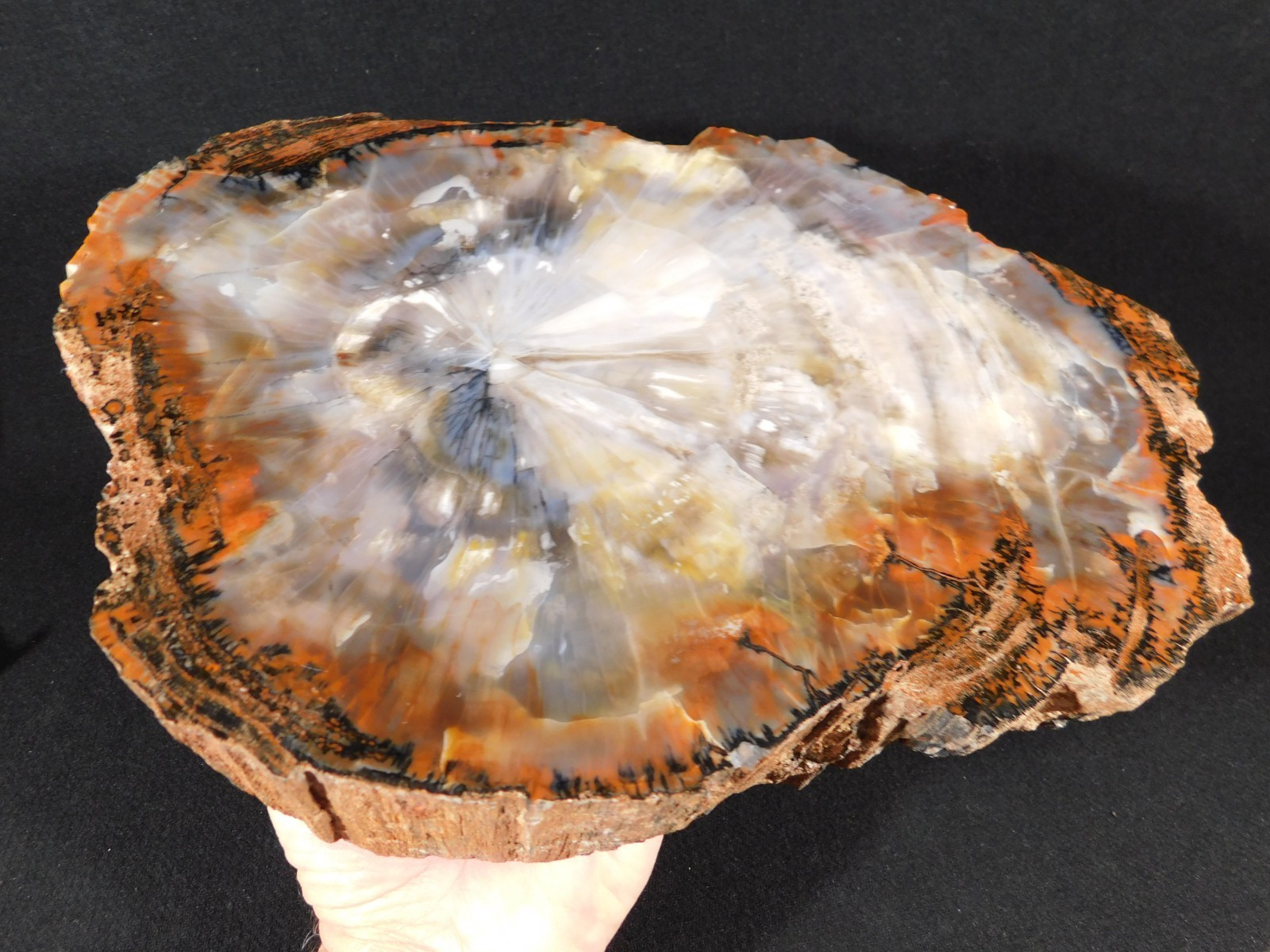 Nice BARK BIG Polished Rainbow Petrified Wood ROLLER Fossil Arizona 5395gr Nice BARK BIG Polished Rainbow Petrified Wood ROLLER Fossil Arizona 5395gr