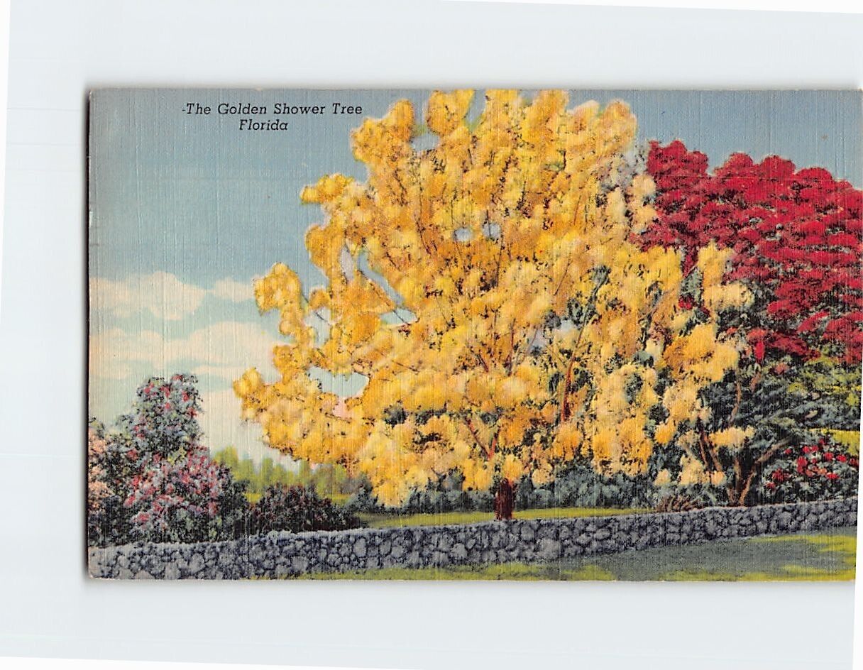 Postcard The Golden Shower Tree Florida USA North America
