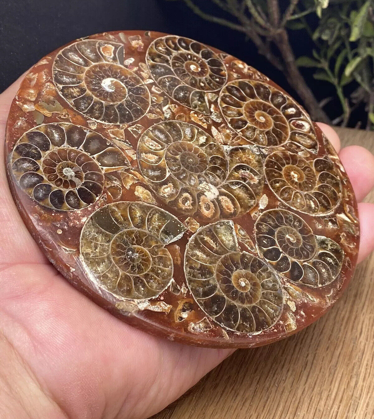 Large Fossil Disc With Natural Conch 416 Million Year Old Crystal Ammonites