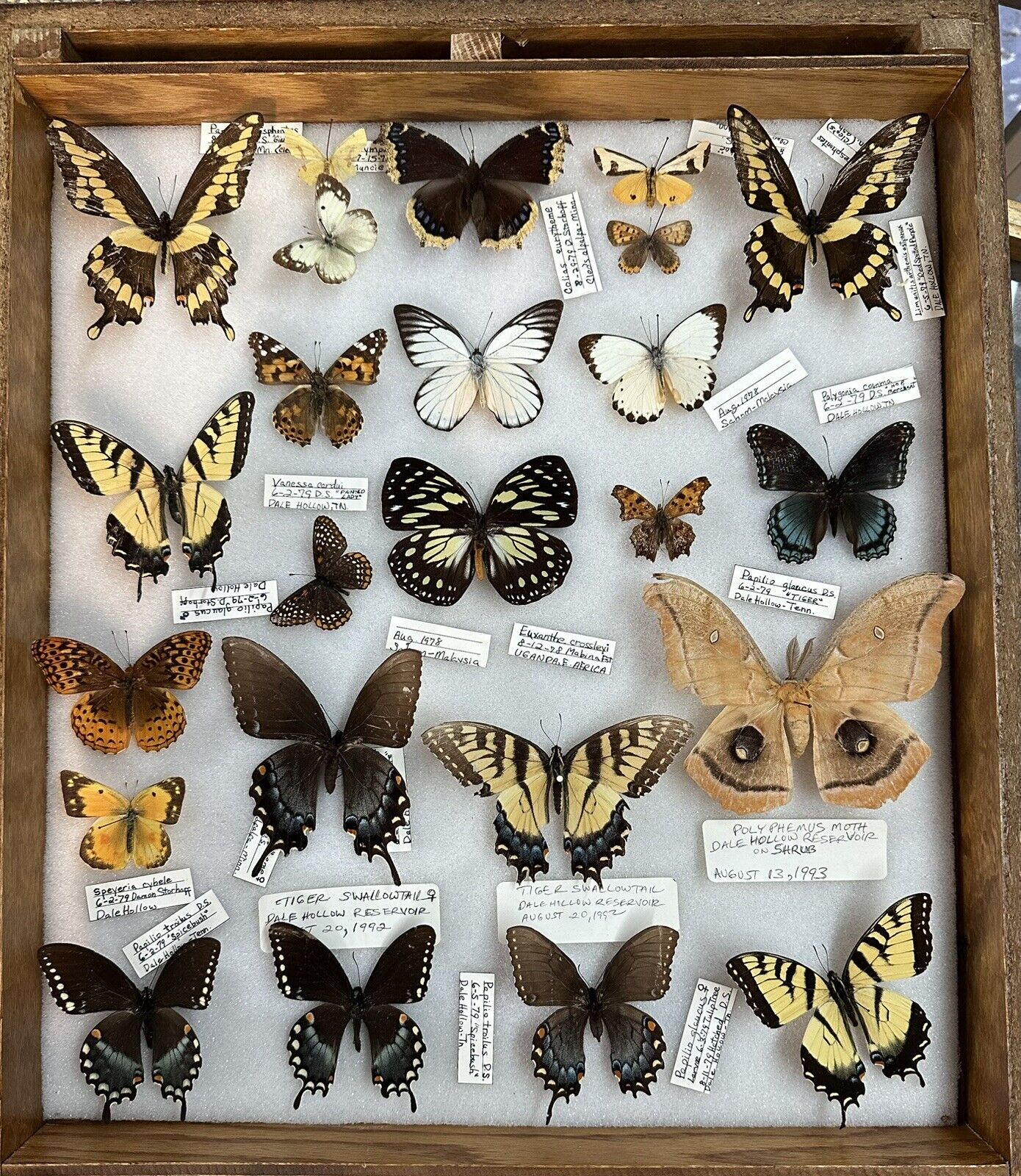 RARE Huge Butterfly Moth COLLECTION Cabinet 1970s-1990s RARE Uganda Malaysia USA
