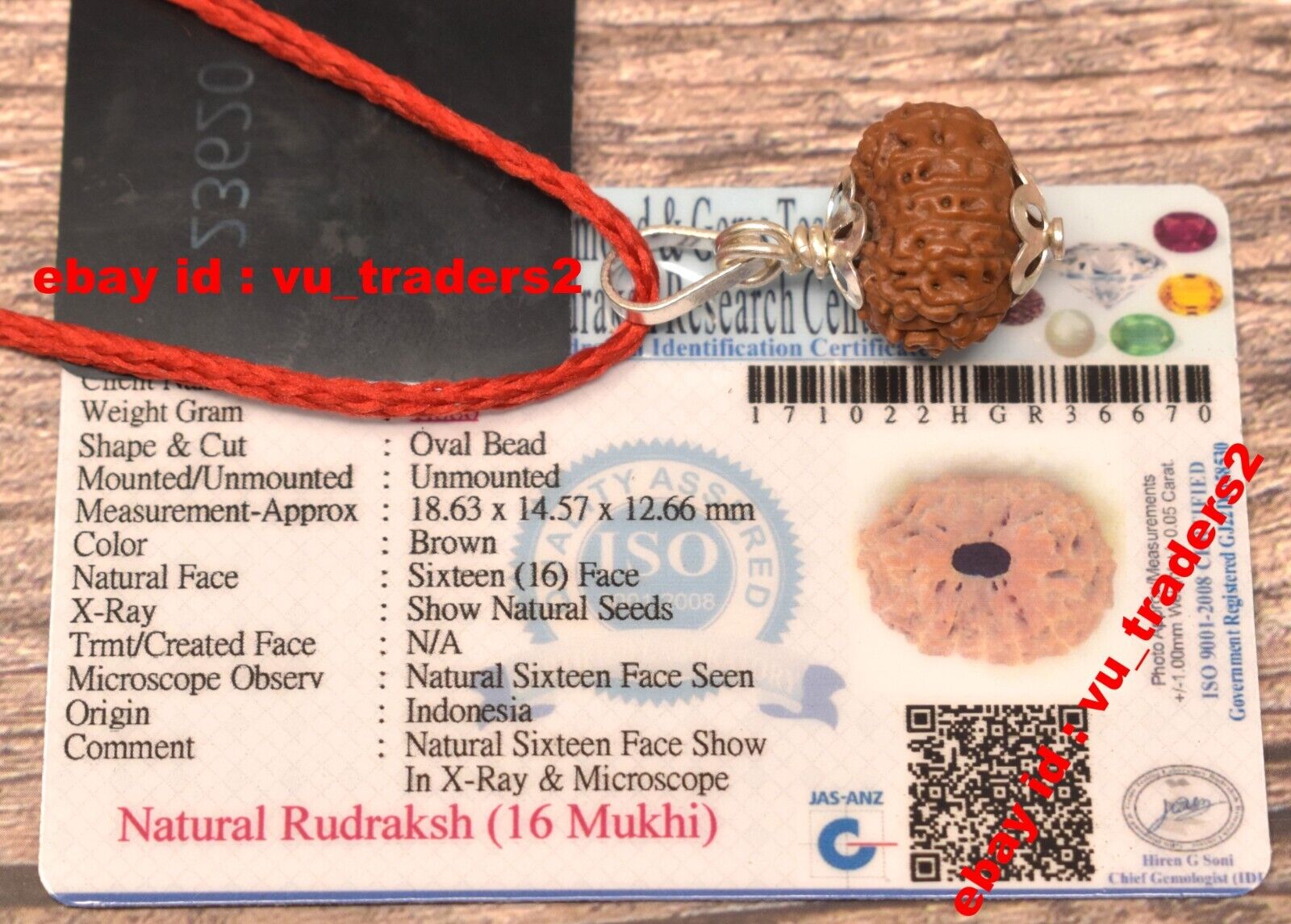 16 Mukhi Rudraksha / Sixteen Face Rudraksh Java Bead Lab Certified Size 18.63 MM