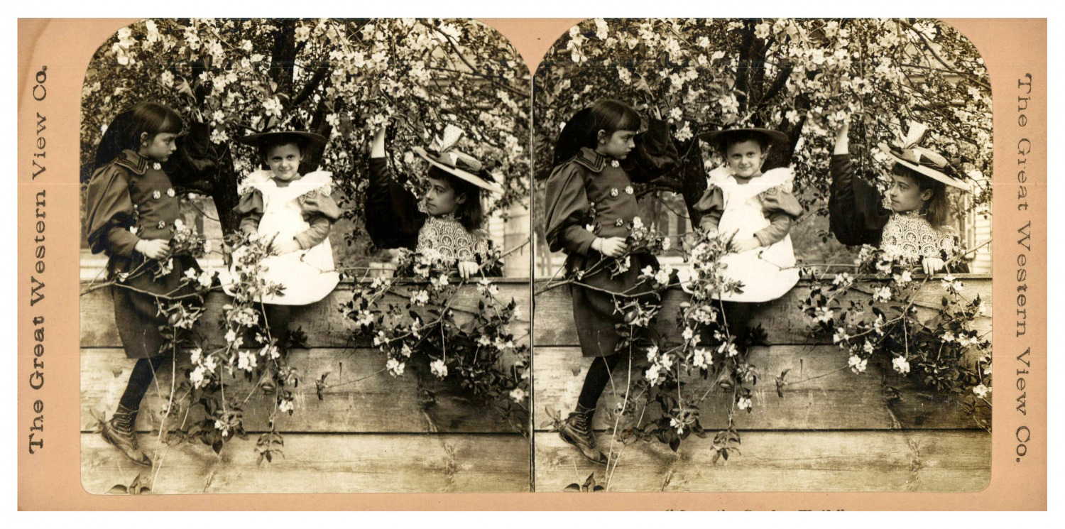 Girls in a Flower Tree, ca.1900, Stereo Vintage Stereo Print, Print 