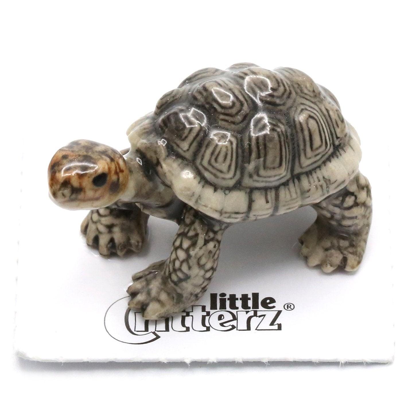 Little Critterz Galapagos Tortoise 
