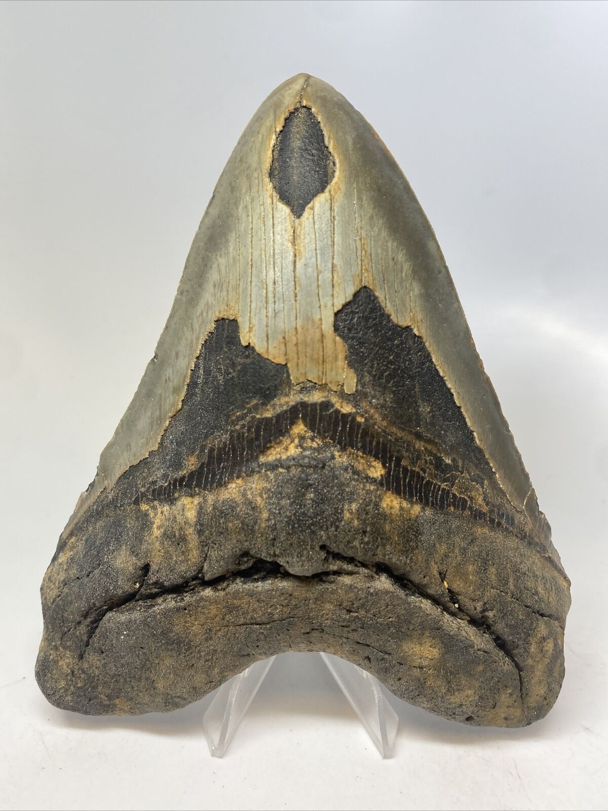 Megalodon Shark Tooth 5.93” Huge - Authentic Fossil - Natural 14758