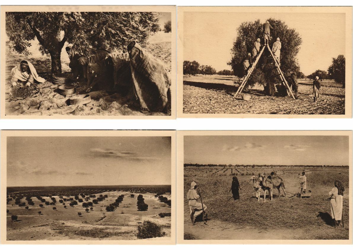 OLIVE INDUSTRY SFAX TUNISIA 23 Vintage Postcards (L4266)