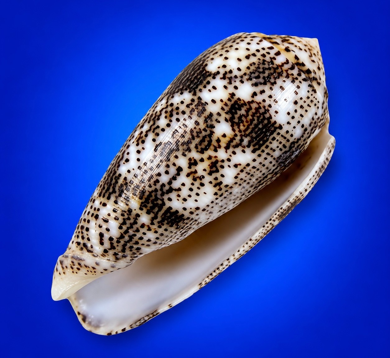 Conus stercusmuscarum 54.8mm Fly-Specked Cone Shell Indo-Pacific w/data label Conus stercusmuscarum 54.8mm Fly-Specked Cone Shell Indo-Pacific w/data label