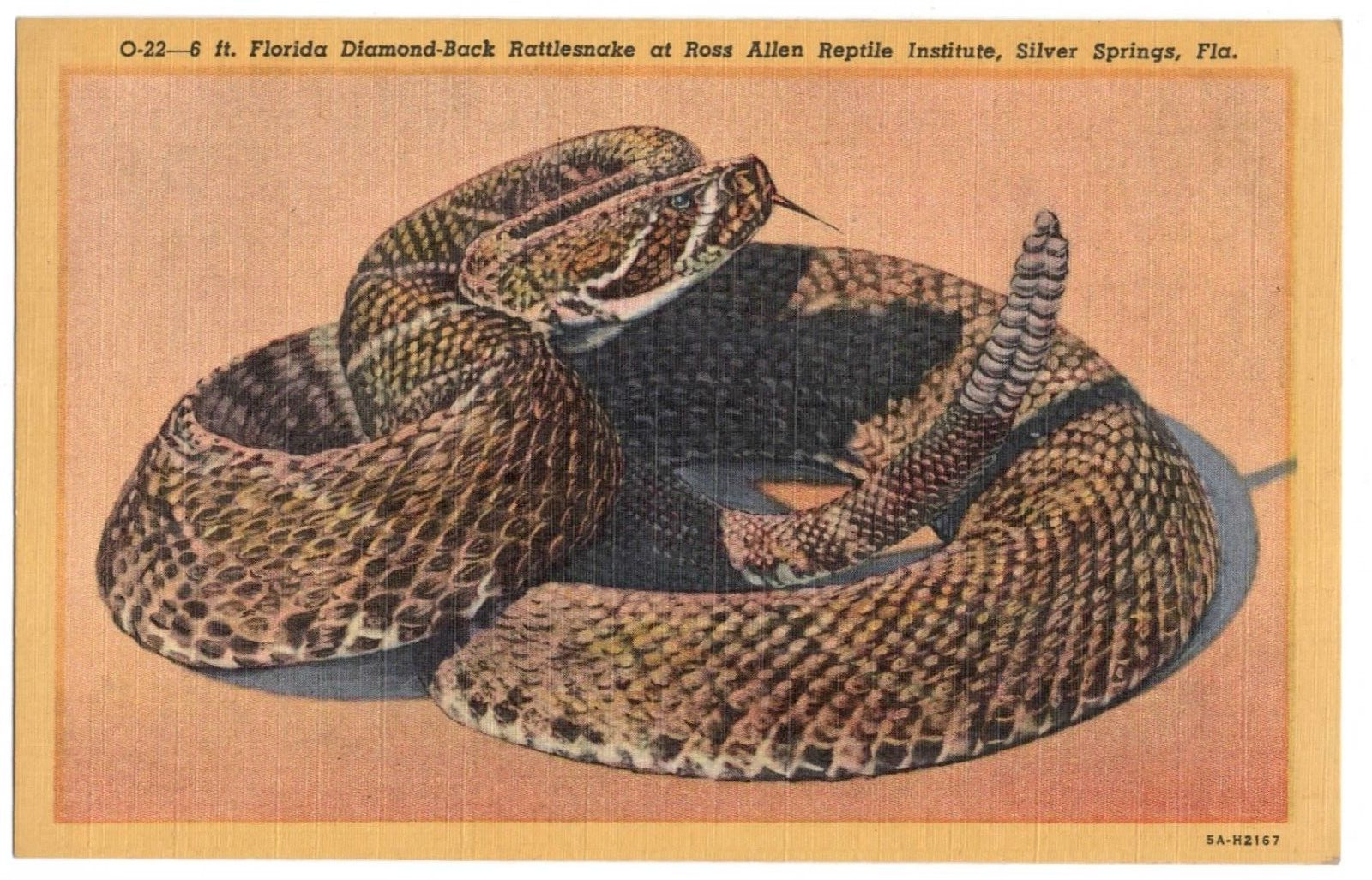 1940s Ross Allen Snake Postcard Diamondback Rattlesnake Silver Springs FL  VTG 
